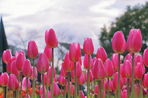 ピンク色のチューリップ アイスチューリップ,チューリップ,花の写真素材