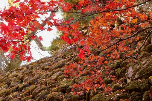 紅葉　長野県　懐古園 紅葉,長野県,懐古園の写真素材
