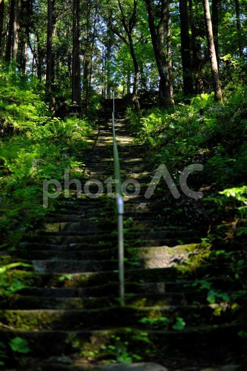 新緑に包まれた階段 色,グリーン,草の写真素材