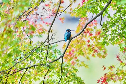 紅葉にカワセミ 紅葉にカワセミの写真