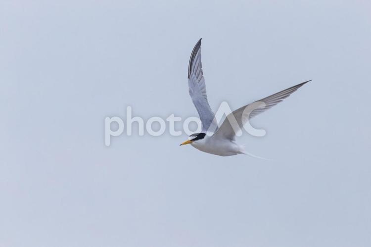 コアジサシ10（田原市） コアジサシ,鳥,野鳥の写真素材