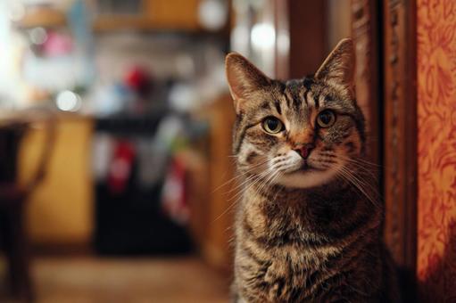 家の中の猫 家の中の猫の写真
