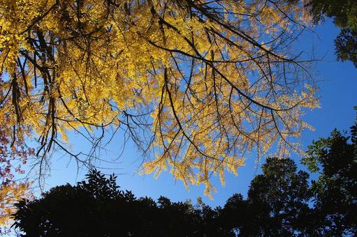 銀杏を見上げる 銀杏を見上げる 秋,紅葉,風景の写真素材