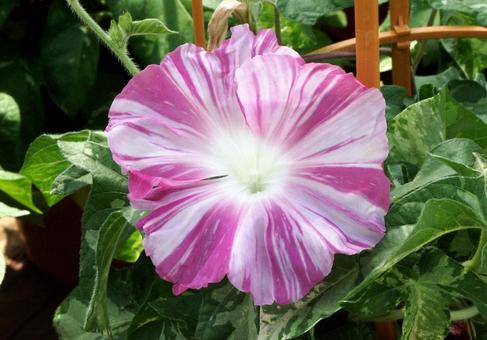 Photo, close-up, morning glory, a flower, 
