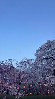 桜祭り 桜祭りの写真