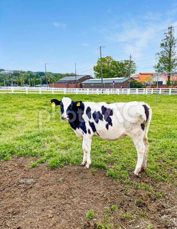 春ののどかな牧場と放牧されている牛 牛,乳牛,放牧の写真素材