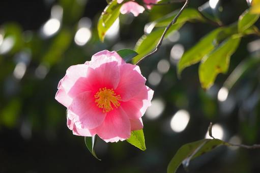 ピンクの大輪の花　ハルサザンカ「笑顔」 ハルサザンカ,エガオ,笑顔の写真素材