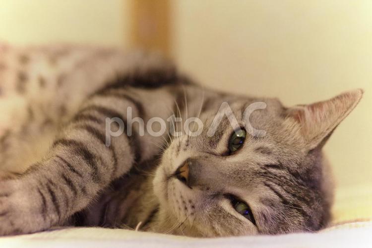 猫　ネコ　眠気まなこ　ペット　動物 猫,ネコ,眠気まなこの写真素材