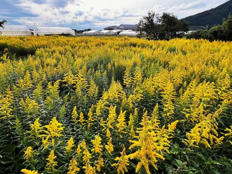 群生するセイタカアワダチソウ セイタカアワダチソウ,帰化植物,外来種の写真素材