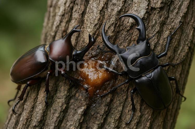 樹皮のカブトムシペア カブトムシ,昆虫,甲虫の写真素材