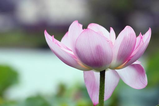 蓮の花 蓮の花の写真