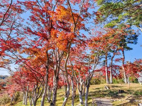 紅葉のもみじ林　伊豆の修善寺虹の郷にて 紅葉,モミジ,紅葉狩りの写真素材