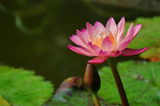 在水面上優雅地漂浮 在水面上優雅地漂浮