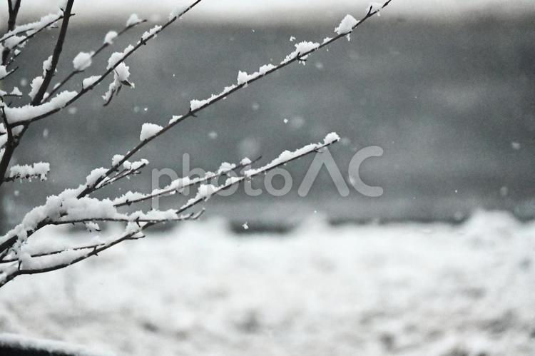 雪が積もる木の枝 雪,枝,木の写真素材