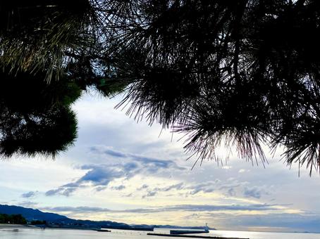 松の葉と海 松の葉と海の写真