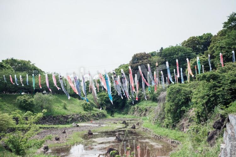 川に架かる多数の鯉のぼり 鯉のぼり,こいのぼり,風景の写真素材