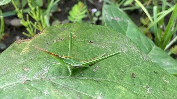 バッタ バッタの写真