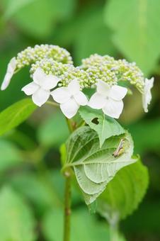 Hydrangea and grasshoppers, JPG
