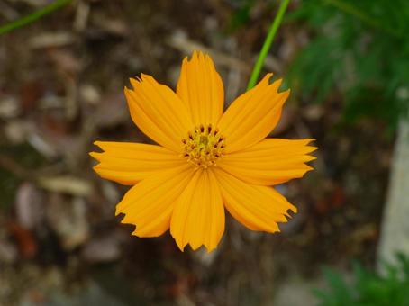 Yellow cosmos flower 001, JPG Yellow cosmos flower 001, JPG