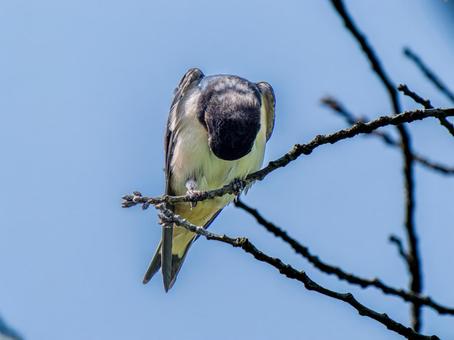 枝にとまるツバメ 枝にとまるツバメ ツバメ,燕,野鳥の写真素材
