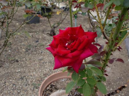 紅いバラの花 植物,花,バラ科の写真素材