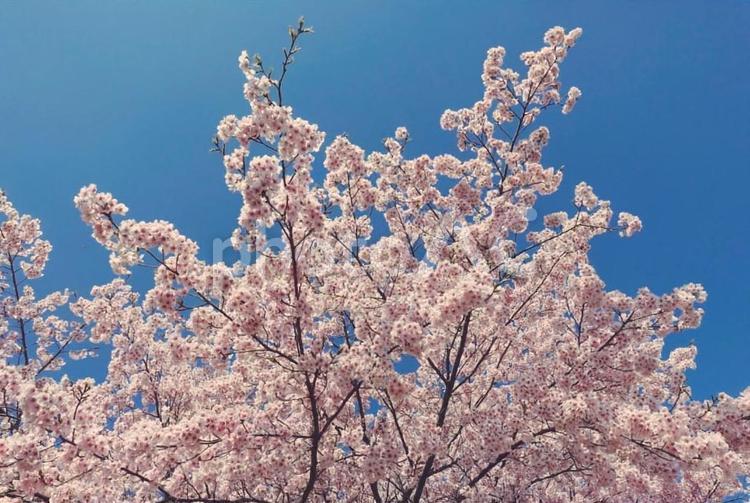 青空と大漁桜 桜,ピンク,花の写真素材