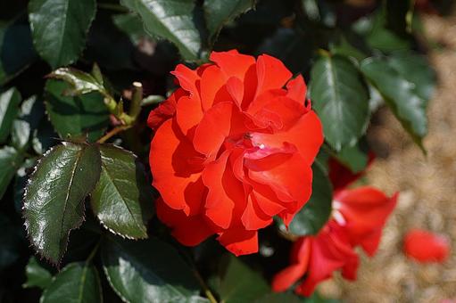 Photo, hyōgo prefecture, aramaki rose park, early summer, 