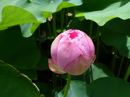 ハス池で見つけたまん丸なハスのつぼみ ハス池で見つけたまん丸なハスのつぼみ ハス,花,植物の写真素材