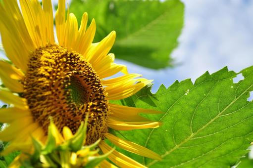 Photo, sunflower, summer, large wheel, 