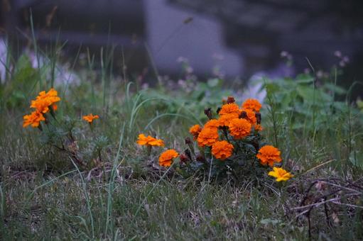 野に咲くキンセンカ キンセンカ,ハナ,花の写真素材