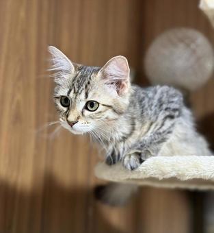 キジトラの子猫 キジトラの子猫 子猫,猫,ネコの写真素材