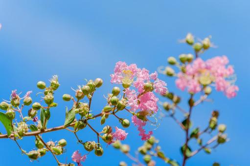 青空に映える百日紅の花 青空に映える百日紅の花 百日紅,花,桃色の写真素材