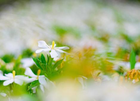 Gardenia, JPG Gardenia, JPG
