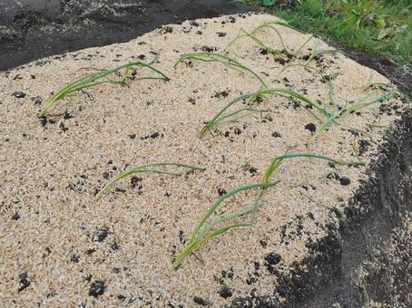 家庭菜園　玉ねぎ 家庭菜園,たまねぎ,土の写真素材