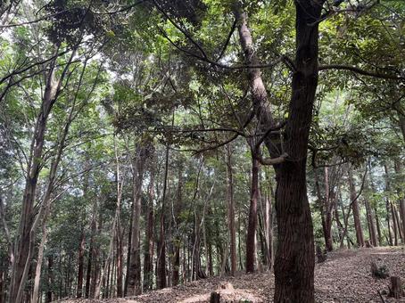 Photo, একদিন আমরা পর্বত দেখতে, পর্বত আরোহণ, বন, 