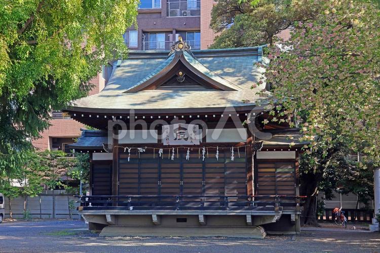 杵築大社（武蔵野） 杵築大社,大国主大神,事代主大神の写真素材