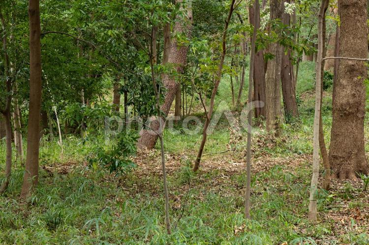 森の中の風景 森,風景,静かなの写真素材