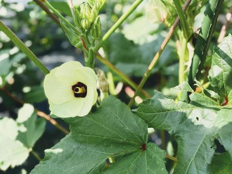 Photo, sapporo flowers, white, vegetables, 
