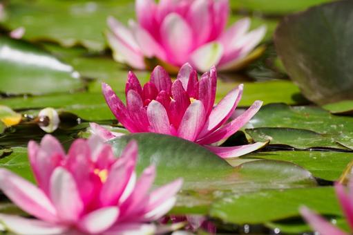 Photo, early summer, flower, water lily, 