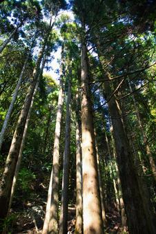 木漏れ日の森の木々 木漏れ日の森の木々 木々,見上げる,森の写真素材