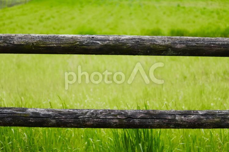 牧草地と柵  高原,牧場,植物の写真素材