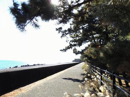松林の遊歩道 三保の松原,太平洋自転車道路,海岸の写真素材