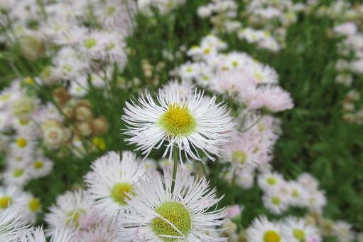 野山などあちらこちらで見かけるハルジオン ハルジオン,花,植物の写真素材