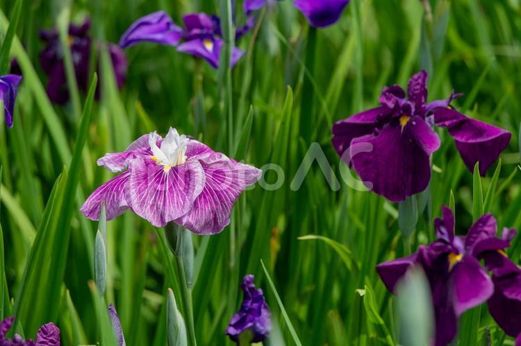 並んで咲く薄紫の菖蒲と濃い紫の菖蒲 菖蒲,花菖蒲,植物の写真素材