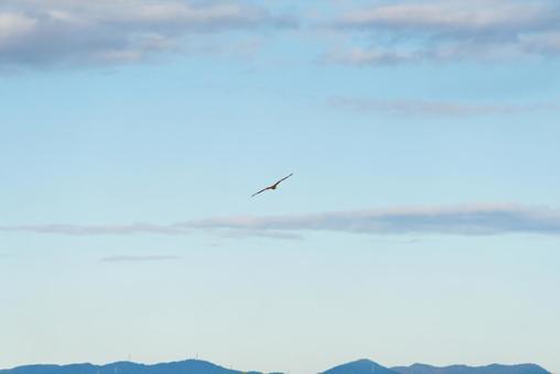 大空を優雅に舞うトビ 大空を優雅に舞うトビの写真