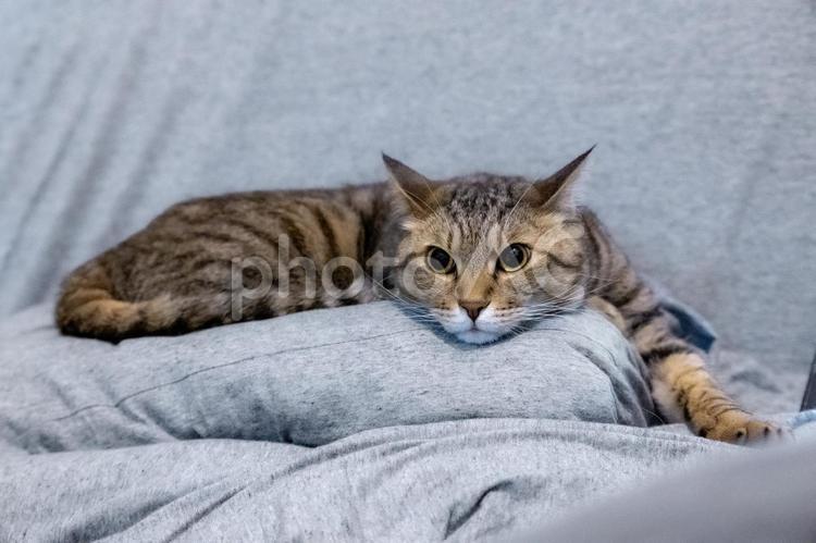 クッションの上で前を見つめるキジトラ猫 猫,キジトラ,寝そべるの写真素材