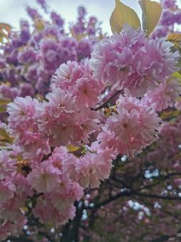 八重桜 八重桜の写真