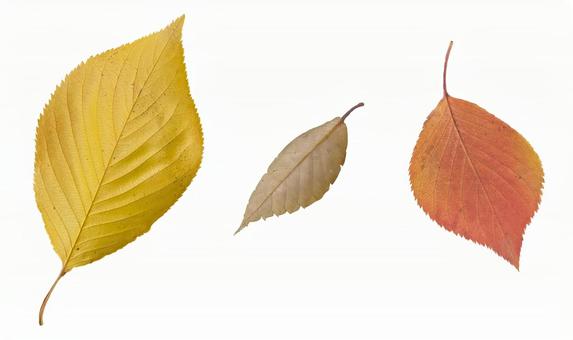 落ち葉08_切り抜き 落ち葉,秋,冬の写真素材