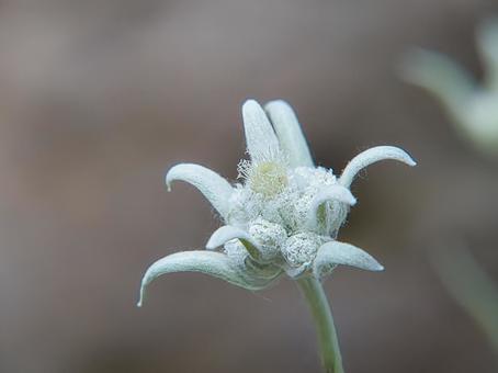 エーデルワイス エーデルワイスの写真