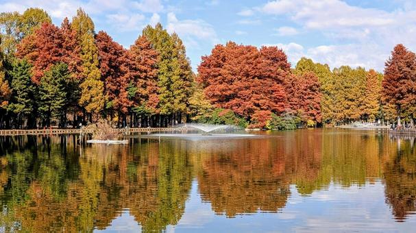 別所沼公園の紅葉 別所沼公園,秋,紅葉の写真素材